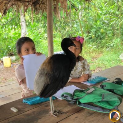 eleve-ecole-waorani-oiseautrompette-awinkaatribe-amazonie-nature